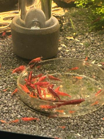 Bloody mary high grade neocaridina garnalen beschikbaar voor biedingen
