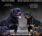 Rottweiler pups met stamboom verwacht, Dieren en Toebehoren, CDV (hondenziekte), 8 tot 15 weken, Meerdere, Meerdere dieren