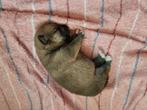 Shibu inu pups, Overige rassen, 8 tot 15 weken, Meerdere dieren, Eén hond