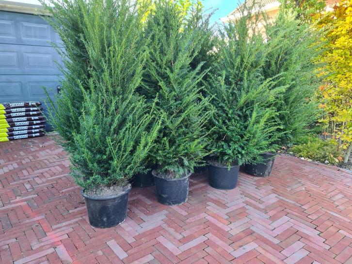 Taxus Baccata haagplanten in alle maten nu weer leverbaar, Tuin en Terras, Planten | Struiken en Hagen, Haag, Taxus, 100 tot 250 cm