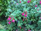 Fuchsia plant, Ophalen, Zomer, Volle zon