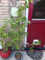 appelboom, Tuin en Terras, Planten | Fruitbomen, Ophalen, Appelboom, Zomer