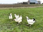 Jonge tamme sussex kippen groot soort gesekst en ingeënt, Dieren en Toebehoren, Pluimvee, Vrouwelijk, Kip