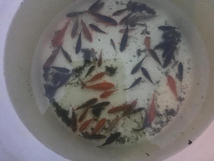 Koi karpertjes  10 tot 15 cm, Dieren en Toebehoren, Vissen | Aquariumvissen, Vis