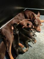 Nog 1 working kelpie beschikbaar., Dieren en Toebehoren, CDV (hondenziekte), 8 tot 15 weken, Eén hond, Nederland