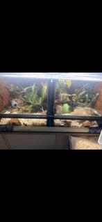 Dubbel terrarium met kikkers, Dieren en Toebehoren, Reptielen en Amfibieën | Toebehoren, Ophalen of Verzenden, Zo goed als nieuw