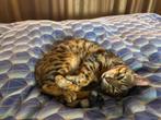 Vermist. Bengaal poes, Dieren en Toebehoren, Katten en Kittens | Raskatten | Korthaar, Poes, Gechipt, 6 jaar of ouder