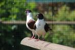 Modena Gazzi duiven, Dieren en Toebehoren, Meerdere dieren, Overige soorten