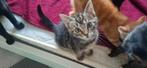Kittens zoeken een nieuwe thuis, Dieren en Toebehoren, Katten en Kittens | Overige Katten, Meerdere dieren, 0 tot 2 jaar
