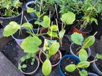 Courgette planten, Tuin en Terras, Planten | Tuinplanten, Ophalen, Volle zon, Groenteplanten, Eenjarig