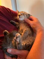 Mooie, mensgerichte kittens mogen direct mee., Meerdere dieren