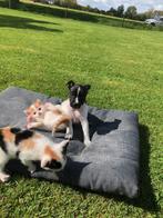 boerenfox pups, Particulier, Teef, 8 tot 15 weken, Nederland
