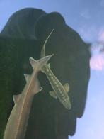 Steur 1meter +, Steur