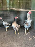 Mooie trio ras kippen en haan shamo,s, Dieren en Toebehoren, Pluimvee, Meerdere dieren, Kip