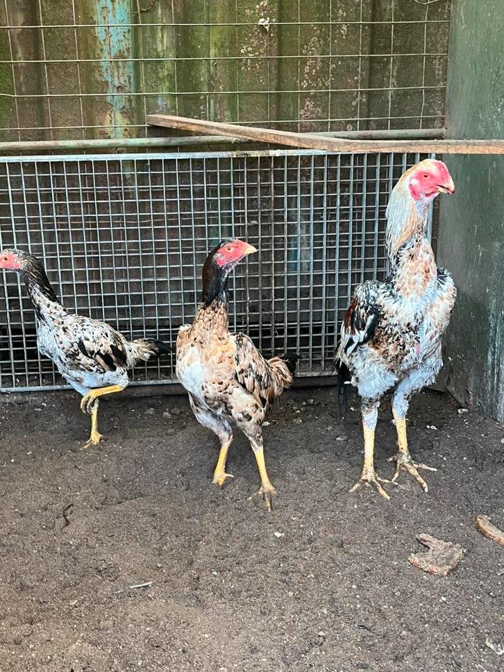 Mooie trio ras kippen en haan shamo,s, Dieren en Toebehoren, Pluimvee, Kip, Meerdere dieren