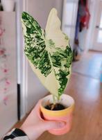 Alocasia frydek variegata, Huis en Inrichting, Kamerplanten, Ophalen, Halfschaduw, Minder dan 100 cm