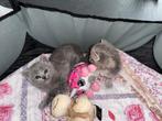 Britse korthaar kittens, Dieren en Toebehoren, Katten en Kittens | Raskatten | Korthaar