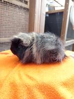 Te koop: Beer - Ch teddy (Zwart Créme), Dieren en Toebehoren, Cavia, Mannelijk, Juli, Tam
