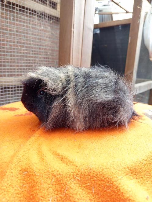 Te koop: Beer - Ch teddy (Zwart Créme), Dieren en Toebehoren, Knaagdieren, Mannelijk, Cavia, Juli, Tam