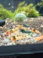 Cull tank mix, Dieren en Toebehoren, Kreeft, Krab of Garnaal