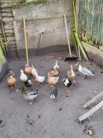 Eenden, Dieren en Toebehoren, Pluimvee, Meerdere dieren, Eend