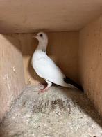 Te koop jonge duif ca 2 maand oud, Dieren en Toebehoren, Geslacht onbekend