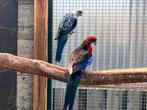 Mooi bewezen koppel Rosella’s., Dieren en Toebehoren, Vogels | Parkieten en Papegaaien, Meerdere dieren, Parkiet, Geringd