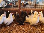 Chabo krielen | Jonge kippen | Goed advies, Dieren en Toebehoren, Pluimvee, Meerdere dieren, Kip