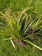 Carex morrowii variegata. Japanse zegge., Tuin en Terras, Planten | Tuinplanten, Siergrassen, Ophalen of Verzenden
