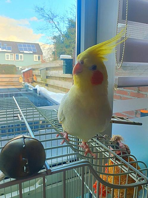 Valkparkieten met spoed op zoek naar nieuw huisje, Dieren en Toebehoren, Vogels | Parkieten en Papegaaien, Parkiet, Meerdere dieren