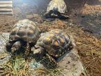 Landschildpad / Braziliaanse reuzeschildpadden, Dieren en Toebehoren, Schildpad