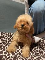 Teefje toy poedel apricot ., Dieren en Toebehoren, Honden | Chihuahua's en Gezelschapshonden, Poedel, 15 weken tot 1 jaar, CDV (hondenziekte)