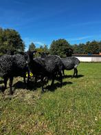 Koppel stamboek Gotland ooien te koop, Dieren en Toebehoren, Schapen, Geiten en Varkens, Vrouwelijk, Schaap, 0 tot 2 jaar