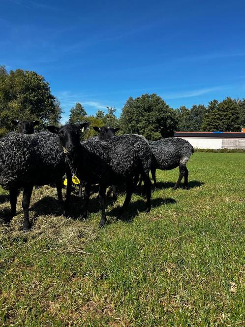 Koppel stamboek Gotland ooien te koop, Dieren en Toebehoren, Schapen, Geiten en Varkens, Schaap, Vrouwelijk, 0 tot 2 jaar