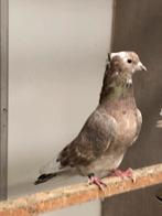 Soror Iraans/Perzisch hoogvliegers, Dieren en Toebehoren, Vogels | Duiven, Mannelijk, Overige soorten
