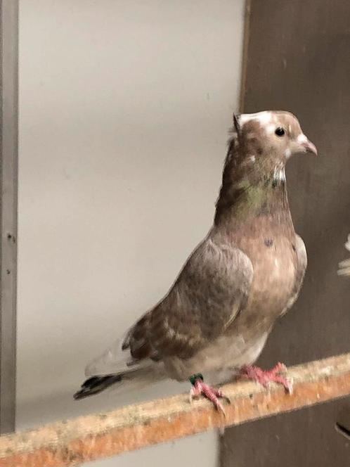 Soror Iraans/Perzisch hoogvliegers, Dieren en Toebehoren, Vogels | Duiven, Overige soorten, Mannelijk
