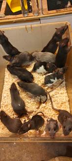 Mannen & vrouwen rittens, Dieren en Toebehoren, Knaagdieren, Rat, Augustus, Mannelijk, Tam