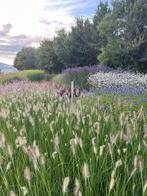 Pennisetum alo 'Hameln' - Lampenpoetsersgras, Tuin en Terras, Planten | Tuinplanten, Ophalen of Verzenden, Zomer, Vaste plant