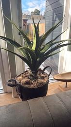 Agave kunstplant 70 cm hoog, Ophalen of Verzenden, Halfschaduw, Minder dan 100 cm