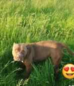 Amerikaanse stafford mix Amerikaanse Bully (dyva), Overige rassen, Teef, Eén hond, 3 tot 5 jaar