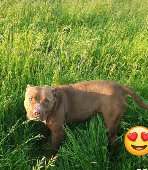 Amerikaanse stafford mix Amerikaanse Bully (dyva), Dieren en Toebehoren, Honden | Bulldogs, Pinschers en Molossers, Teef, Overige rassen