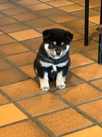 Shiba inu teefje - geteste ouders en stamboom, Dieren en Toebehoren, Honden | Poolhonden, Keeshonden en Oertypen, België, Fokker | Hobbymatig