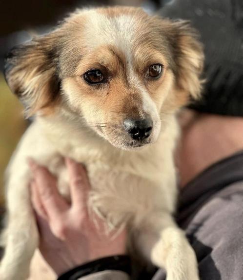 VRIENDELIJK SPEELS, JONG, KLEIN, TEEFJE, RITA, KAN MET KAT, Dieren en Toebehoren, Honden | Niet-rashonden, Klein, Teef, Particulier