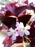 Paarse oxalis triangularis knolletjes te koop, Overige soorten, Minder dan 100 cm, Bloeiende kamerplant, Halfschaduw