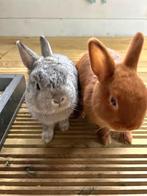 Lieve konijntjes met konijnenhokken en buitenren, Dieren en Toebehoren, Meerdere dieren, Groot