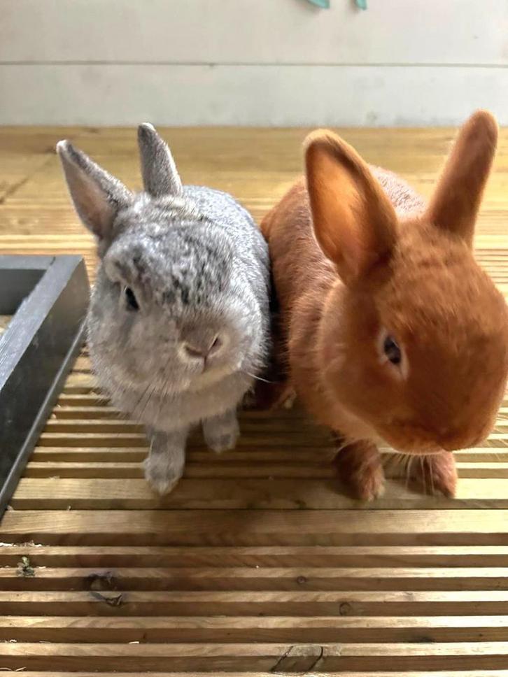 Lieve konijntjes met konijnenhokken en buitenren, Dieren en Toebehoren, Konijnen, Groot, Meerdere dieren
