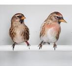 Gezocht koppel noordse barmsijs wildkleur, Meerdere dieren, Wildzangvogel, Geringd