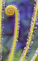Bladstek Drosera filiformis, Huis en Inrichting, Kamerplanten, Ophalen of Verzenden, Overige soorten, Minder dan 100 cm