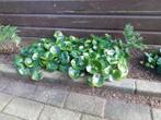 Mansoor, Asarum europaeum, hazelwortel of wilde gember, Ophalen, Bodembedekkers, Vaste plant, Volledige schaduw