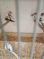 Mooi bonte diamant duiven, Meerdere dieren, Overige soorten